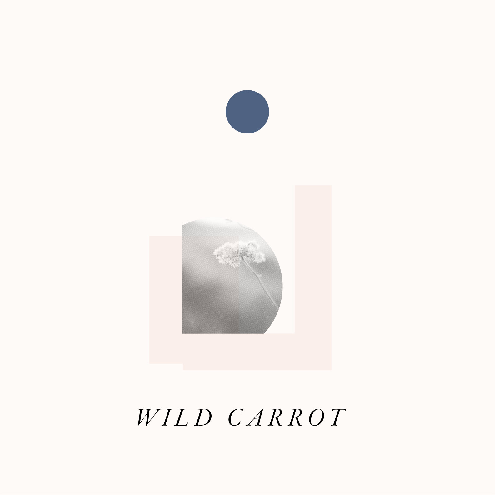 HERB GRAPHIC - WILD CARROT