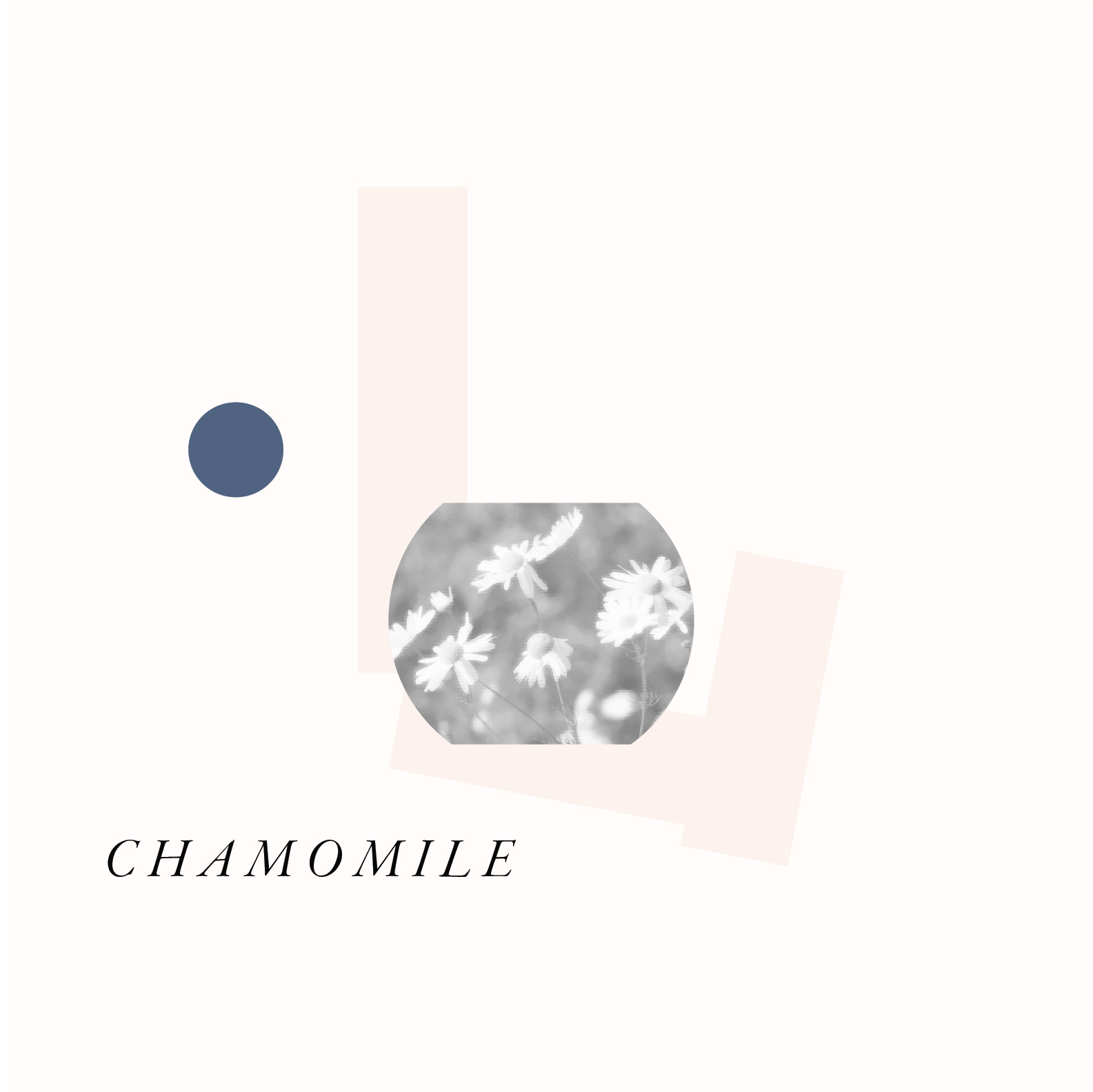 HERB GRAPHIC - CHAMOMILE